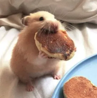 🤤 1acc1bc1 Hamster, Pfannkuchen, süß, Essen, Tier, Nagetier telegram sticker