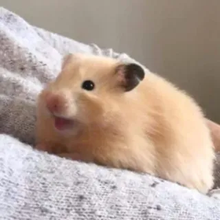 😄 1d3c4ce5 Hamster, süß, Nagetier, Haustier, Tier, Kleintier telegram sticker