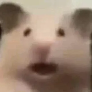 😧 1ee3f851 Hamster, Nagetier, Tier, süß, Haustier, Kleintier telegram sticker