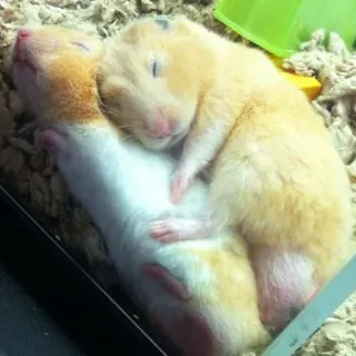 😴 25e2f2d9 Hamster, Nagetiere, schlafend, Tiere, Haustiere telegram sticker