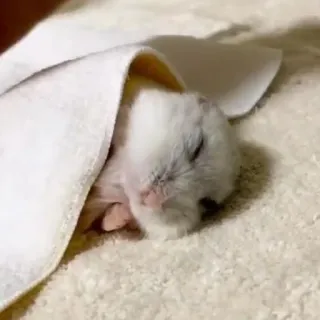 😴 2a7d7fcd Hamster, schlafend, süß, Tier, Haustier, Handtuch, gemütlich telegram sticker