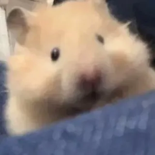 🥺 2cec224d Hamster, Tier, Nagetier, süß, Haustier telegram sticker