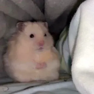 🥺 37f6def2 Hamster, Haustier, Tier, süß, Nagetier telegram sticker