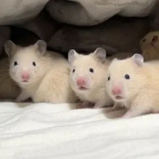 😯 3854e826 Hamster, Haustier, Tier, Nagetier, süß, Säugetier telegram sticker