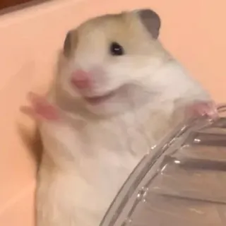 🤗 4c59b2d3 hamster, süß, haustier, tier, nagetier, entzückend telegram sticker