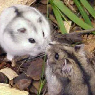 😗 4f5a6914 Hamster, Tier, Haustier, Nagetier, süß, klein, Haustier, Zwerghamster telegram sticker