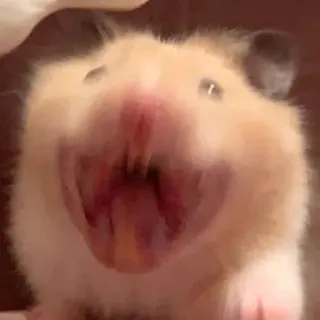 😆 54a7966b Hamster, Nagetier, Tier, Haustier, süß, lustig telegram sticker