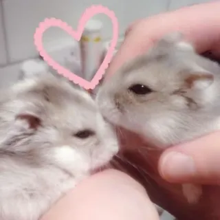 🥰 55135483 Hamster, Tiere, süß, Haustier, Nagetier, zahm telegram sticker