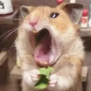 😫 59ac5f5c Hamster, Tier, Nagetier, Gähnen, süß, Haustier telegram sticker