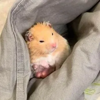 🥴 5a4c8593 Hamster, süß, Haustier, Tier, Nagetier telegram sticker