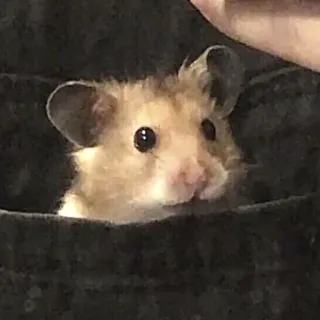 😳 62ed80e3 Hamster, Tasche, Nagetier, süß, Tier, Haustier telegram sticker