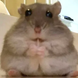 😳 63d45aa7 Hamster, Tier, Nagetier, süß, Haustier telegram sticker
