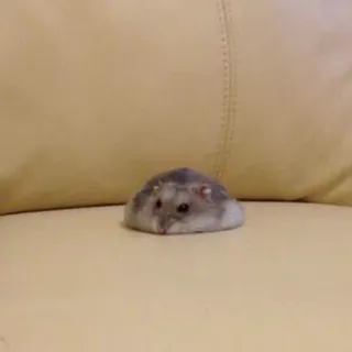 😪 6e8f0a72 Hamster, Tier, Nagetier, Haustier, süß, klein telegram sticker