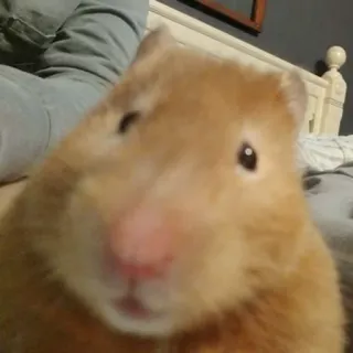 🙂 707a52ce Hamster, Haustier, Tier, Nagetier, süß, Nahaufnahme telegram sticker