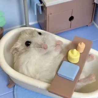 😶‍🌫️ 74c8e3e9 Hamster, Bad, süß, Tier, Haustier, Nagetier, Wanne telegram sticker