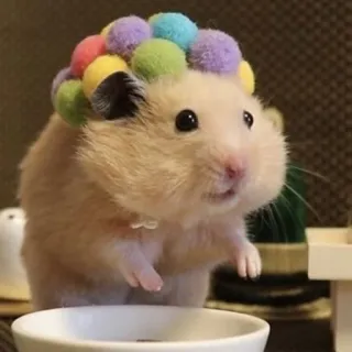 🙂 79521961 hamster, süß, tier, haustier, nagetier, lustig, bunt, bommel telegram sticker