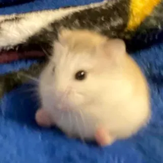 😌 7b9b4e06 Hamster, Tier, süß, Haustier, Nagetier telegram sticker