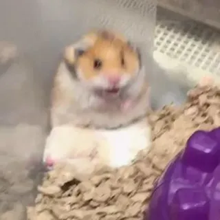 😧 88fbc9a0 Hamster, Haustier, Tier, Nagetier, süß, lustig, klein telegram sticker