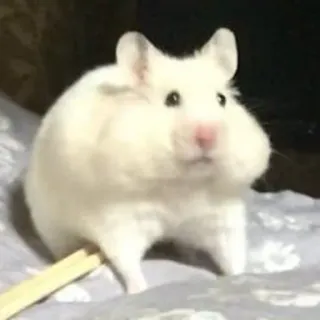 🫤 91084fcd Hamster, Tier, Nagetier, süß, Haustier, weiß, flauschig, zahm telegram sticker