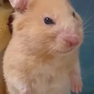 😠 9814678d Hamster, Nagetier, Haustier, Tier, süß, Kleintier telegram sticker