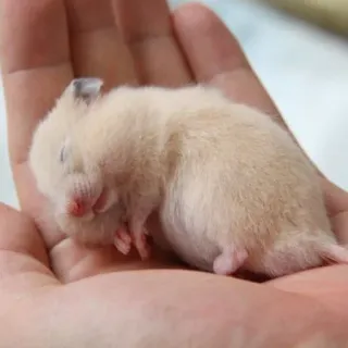 😴 997e3252 Hamster, Haustier, Tier, süß, klein, Nagetier, schlafend telegram sticker