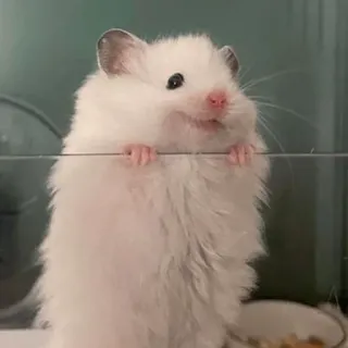 😊 9eec332b hamster, süß, tier, haustier, nagetier, weiß, flauschig telegram sticker