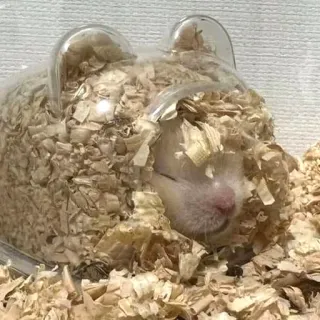 😴 a4a700bd Hamster, Haustier, schlafend, Tier, süß, klein, Nagetier telegram sticker