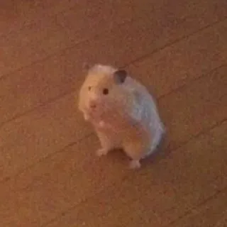 😳 a5490ede Hamster, Nagetier, Haustier, Tier, süß, klein, Säugetier telegram sticker