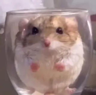 😠 a84a22af Hamster, Glas, Tier, süß, Nagetier, Haustier telegram sticker