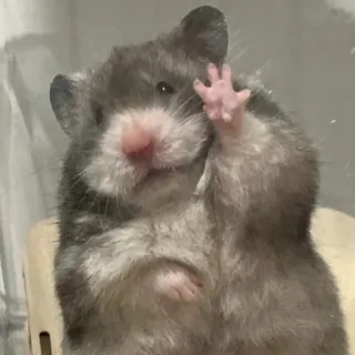 🤗 a9156a43 Hamster, Tier, süß, Nagetier, Haustier, Hand heben, winken telegram sticker