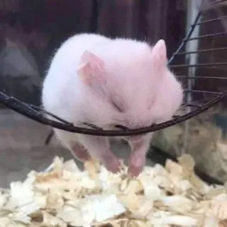 😮‍💨 a9e4a18f Hamster, Tier, schlafend, süß, Nagetier, Haustier telegram sticker