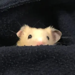 😳 aa3447c0 Hamster, süß, Tasche, Tier, Nagetier, Haustier telegram sticker