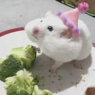 Хомячки (@safthome) telegram stickers