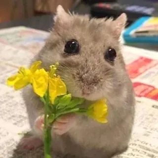 🥹 ab8af744 Hamster, süß, Tier, Nagetier, Blumen, gelbe Blumen, klein, Haustier telegram sticker