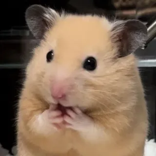 🫢 ae631c6a Hamster, süß, Tier, Nagetier, Haustier, klein, flauschig telegram sticker