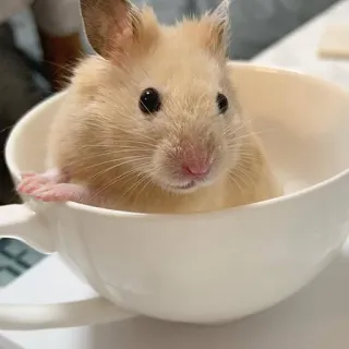 🤔 b98a4910 Hamster, Tasse, Tier, süß, Nagetier, Haustier telegram sticker