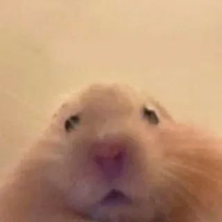 😧 baa3f9c6 Hamster, Tier, Haustier, Nagetier, süß, lustig, klein, Säugetier telegram sticker