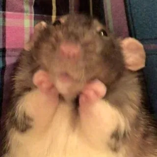 🤗 be3b4ba3 Ratte, Tier, süß, Haustier, Nagetier, Säugetier telegram sticker