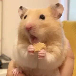 😯 bef8405d hamster, tier, haustier, süß, nagetier, futter, essen, lustig telegram sticker