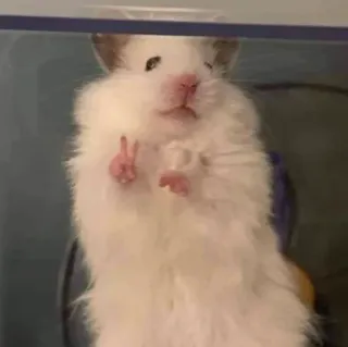 ✌️ c10d1b90 Hamster, Nagetier, Tier, süß, Haustier, Friedenszeichen telegram sticker