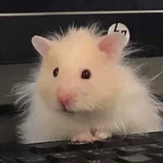😳 cac8abf0 Hamster, Haustier, Tier, Nagetier, süß, Tastatur telegram sticker