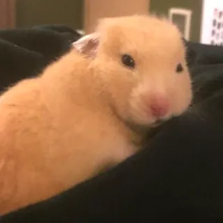 😒 cdcc5a60 Hamster, Haustier, Tier, Süß, Nagetier, Säugetier telegram sticker