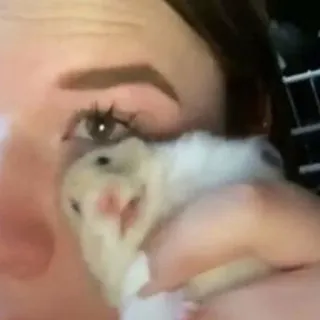 😢 d25dd945 Hamster, Haustier, Tier, süß, Nagetier, klein, fell telegram sticker