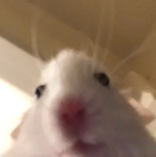 🙂 d65404e0 Hamster, Nagetier, Tier, Haustier, süß, weiß, klein telegram sticker