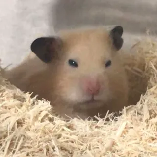 😣 d688aaef Hamster, Haustier, Tier, Nagetier, süß, klein, zahm telegram sticker