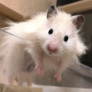 😶 db2e55e8 Hamster, Haustier, Tier, Nagetier, süß, weißer Hamster telegram sticker