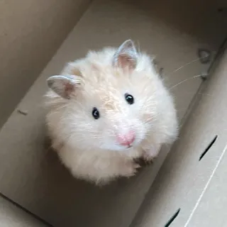 🥺 e0f9e635 Hamster, Nagetier, Haustier, süß, Tier telegram sticker