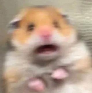 😧 e18044d3 Hamster, geschockt, verängstigt, Tier, Meme, Nagetier, süß telegram sticker