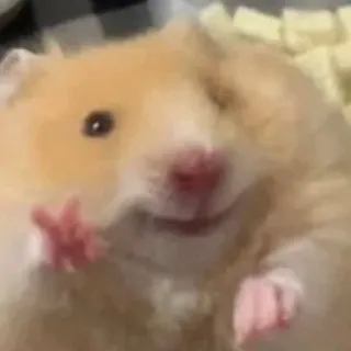 ✌️ eb63d9ce Hamster, süß, Tier, Nagetier, Haustier, entzückend telegram sticker