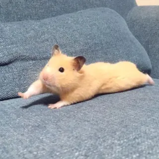 🤗 eb791e7c Hamster, Tier, süß, Nagetier, Haustier, Couch telegram sticker